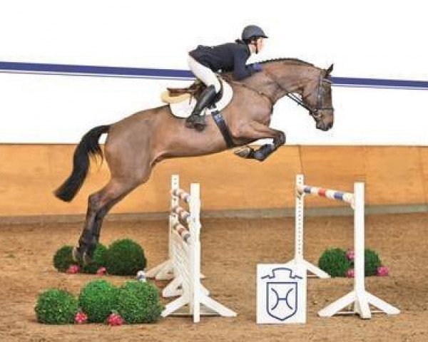jumper Quilroy N (Holsteiner, 2009, from Quirado)
