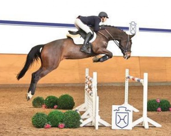 jumper Quinterna (Holsteiner, 2010, from Quirado)