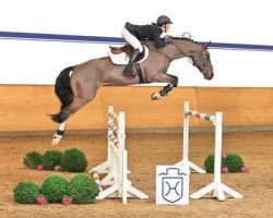 Springpferd Quality Db (Holsteiner, 2008, von Quantum)