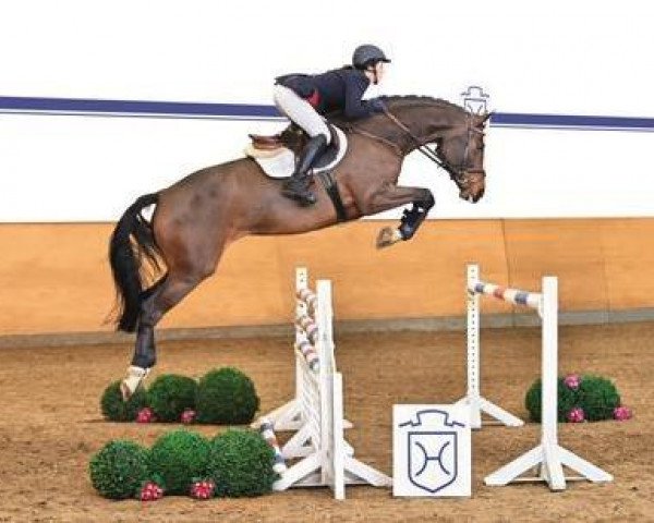 jumper Dakota 378 (Holsteiner, 2009, from Diarado)