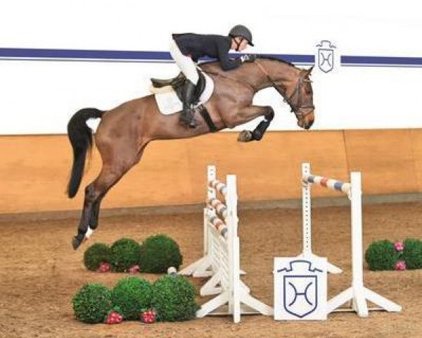 horse Crisando (Holsteiner, 2008, from Crawford)