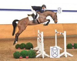horse Crisando (Holsteiner, 2008, from Crawford)