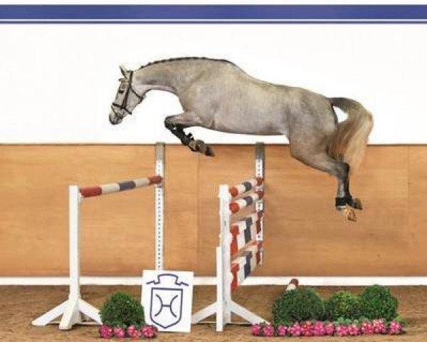 Springpferd Caesarin (Holsteiner, 2010, von Clarimo Ask)