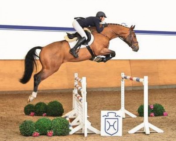 jumper Cajano 4 (Holsteiner, 2009, from Caretino)