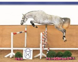 broodmare Champina H (Holsteiner, 2010, from Cancara)