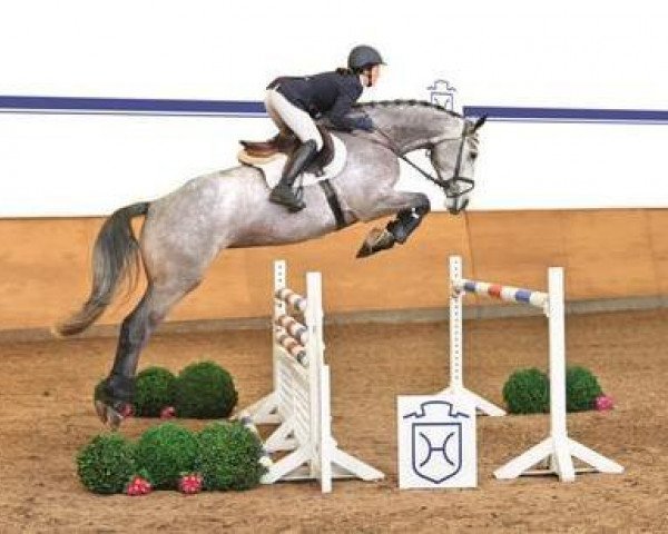 jumper Cedira 4 (Holsteiner, 2009, from Calido I)