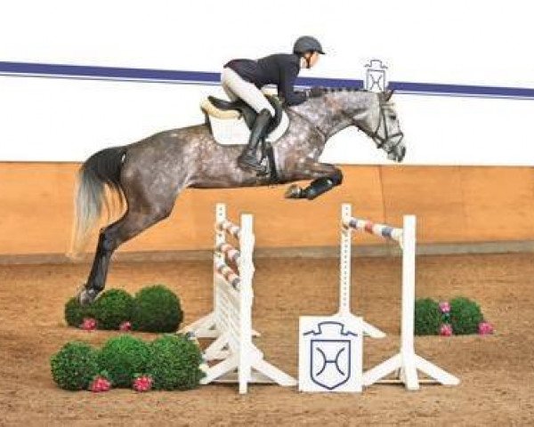jumper Arizona (Holsteiner, 2009, from Aragorn W)