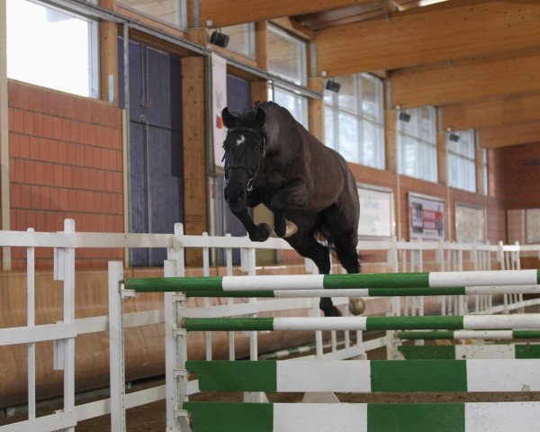 Springpferd Flying Wonder (Rheinländer, 2009, von For Pleasure)