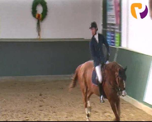 Salzkotten 2012
Samstag, den 13.10.2012
07. Springprüfung Kl. S* 2. Quali f. Nr. 8