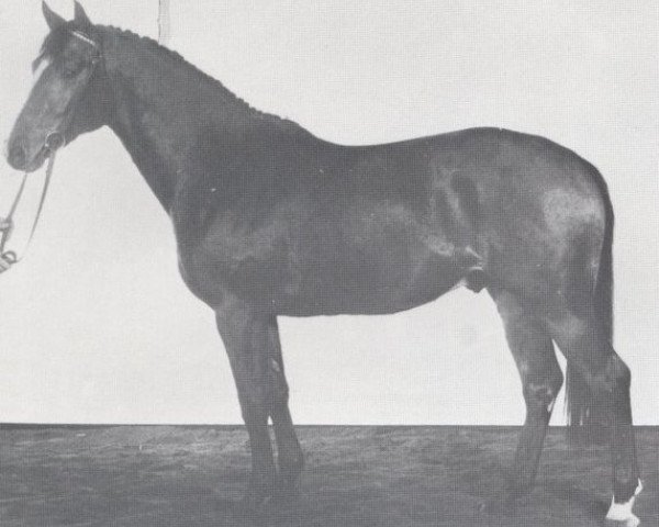Deckhengst Martini (Holsteiner, 1973, von Marlon xx)