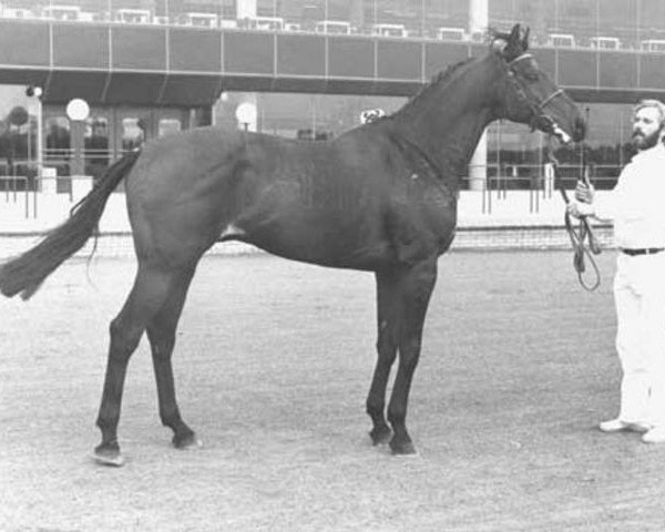 stallion Troublemaker xx (Thoroughbred, 1974, from Wiesenklee xx)