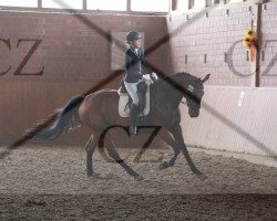 dressage horse Donnerfleur par Excellence (Rhinelander, 2005, from Donnerlord)