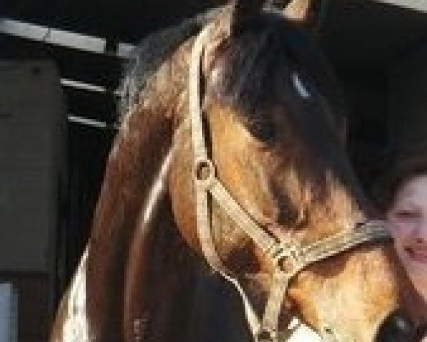 horse Whizzard (KWPN (Royal Dutch Sporthorse), 2003, from Namelus R)