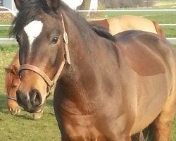 Dressurpferd Mister Barneby (Deutsches Reitpony, 2010, von Big-Boy V MF)