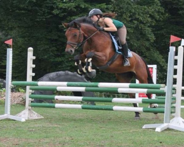 jumper Zirah (Westphalian, 2004, from Zorro T)