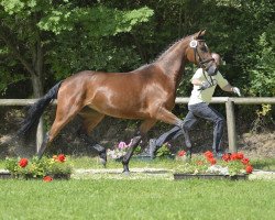 dressage horse Belle de Jour 52 (Hanoverian, 2009, from Burlington FRH)