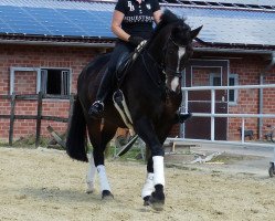 dressage horse Loxley 59 (Westphalian, 2001, from Laomedon)
