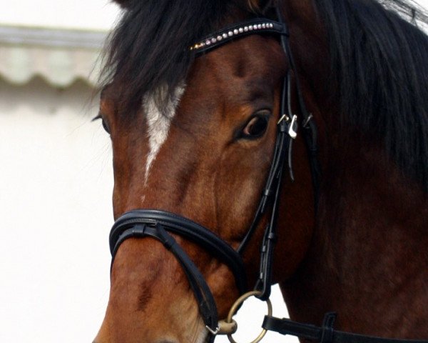 horse Marquis 174 (Rhinelander, 2000, from Münchhausen)