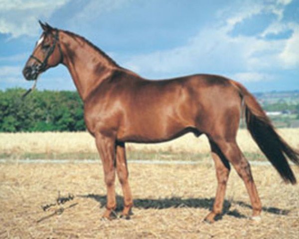 stallion Trofé 703 (Swedish Warmblood, 1982, from Indus)