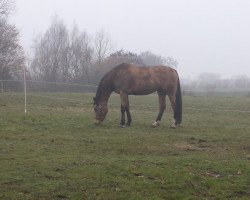 broodmare Funda 3 (Little German Riding Horse, 2004, from Consens)