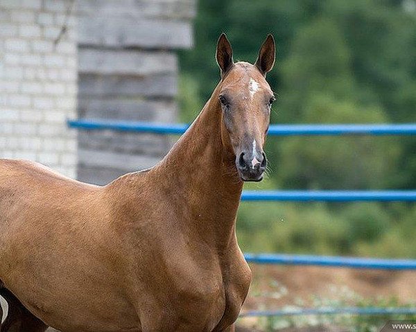 broodmare Gaykhat (Akhal-Teke, 2007, from Garant)