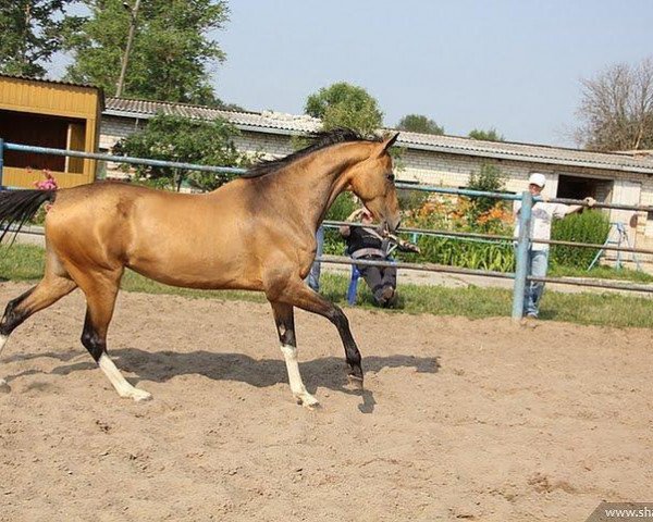 Broodmare Hamis (Achal Tekkiner, 2006, from Alvan)