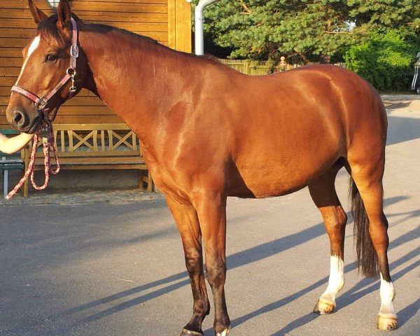 jumper Lord Quainton (German Sport Horse, 2007, from Lancelot Quainton)