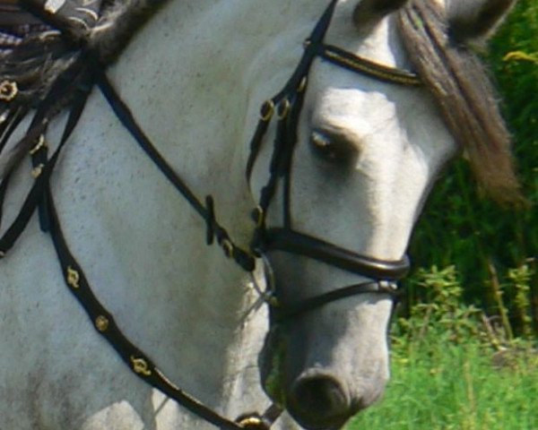 Pferd Sarabi 4 (Pura Raza Espanola (PRE), 1996, von Jocoso XI) Pferd Sarabi 4 (Pura Raza Espanola (PRE), 1996, von Jocoso XI)