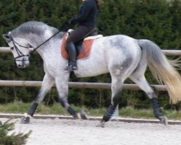eventing horse Jack Daniels 67 (Oldenburg, 2003, from Julio Mariner xx)