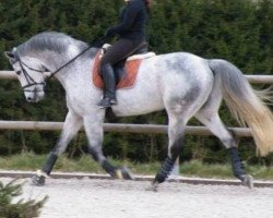 eventing horse Jack Daniels 67 (Oldenburg, 2003, from Julio Mariner xx)