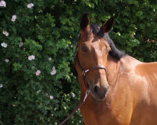jumper L'Amour Fleurie (Oldenburg show jumper, 2008, from Landsieger I)