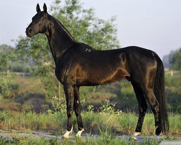 stallion Garant (Akhal-Teke, 1991, from Gubalak 5) stallion Garant (Akhal-Teke, 1991, from Gubalak 5)