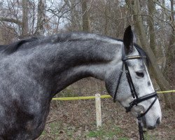 Springpferd Basmati (Trakehner, 2009, von Grafenstolz)