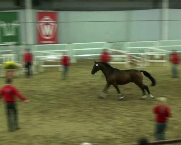 Münster-Handorf 18. Oktober 2012 NRW Vorauswahl 2012 für 2-jährige Reitpferdehengste zur NRW-Hauptkörung 2012