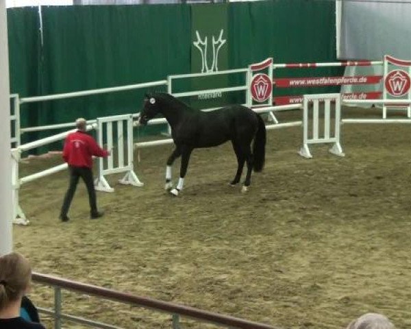 Münster-Handorf 18. Oktober 2012 NRW Vorauswahl 2012 für 2-jährige Reitpferdehengste zur NRW-Hauptkörung 2012