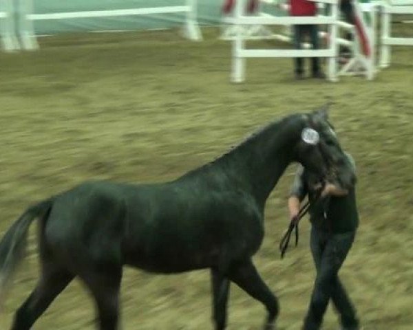 Münster-Handorf 18. Oktober 2012 NRW Vorauswahl 2012 für 2-jährige Reitpferdehengste zur NRW-Hauptkörung 2012