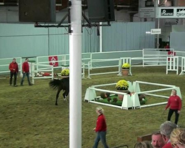 Münster-Handorf 18. Oktober 2012 NRW Vorauswahl 2012 für 2-jährige Reitpferdehengste zur NRW-Hauptkörung 2012