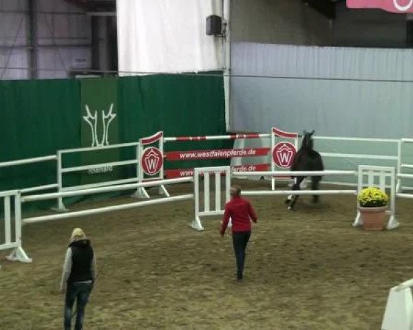 Münster-Handorf 18. Oktober 2012 NRW Vorauswahl 2012 für 2-jährige Reitpferdehengste zur NRW-Hauptkörung 2012