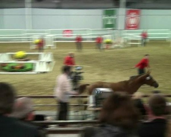 Münster-Handorf 17. Oktober 2012 NRW Vorauswahl 2012 für 2-jährige Reitpferdehengste zur NRW-Hauptkörung 2012