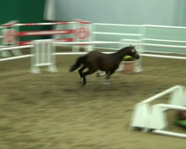 Video of Hengst von Lissaro