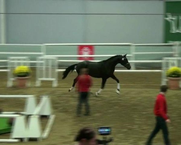 Münster-Handorf 17. Oktober 2012 NRW Vorauswahl 2012 für 2-jährige Reitpferdehengste zur NRW-Hauptkörung 2012