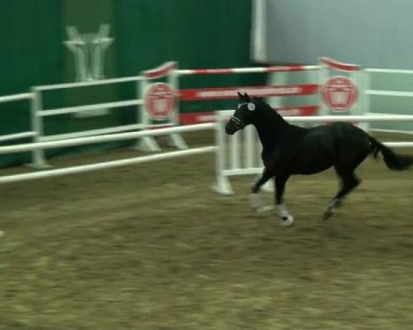 Münster-Handorf 18. Oktober 2012 NRW Vorauswahl 2012 für 2-jährige Reitpferdehengste zur NRW-Hauptkörung 2012