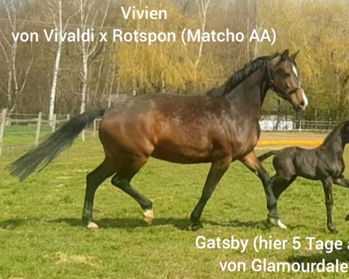 horse Gatsby (Westphalian, 2021, from Glamourdale)