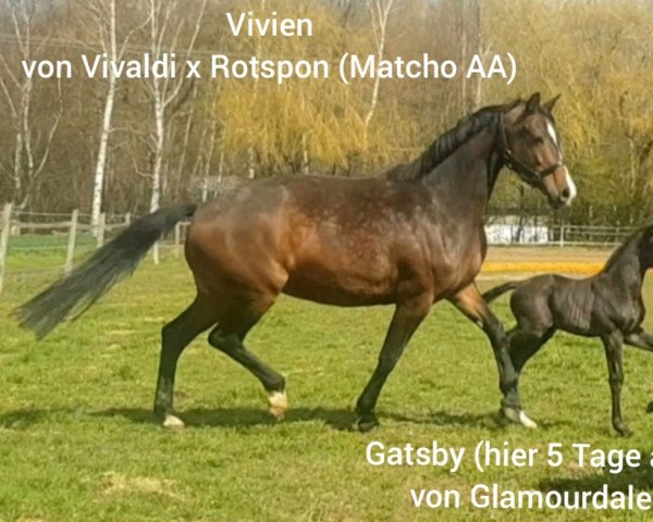 horse Gatsby (Westphalian, 2021, from Glamourdale)