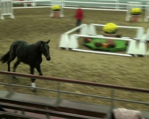 Münster-Handorf 17. Oktober 2012 NRW Vorauswahl 2012 für 2-jährige Reitpferdehengste zur NRW-Hauptkörung 2012