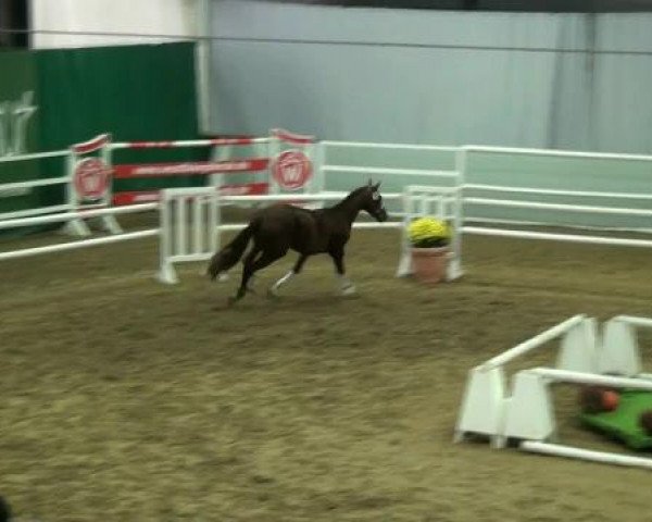 Münster-Handorf 16. Oktober 2012 NRW Vorauswahl 2012 für 2-jährige Reitpferdehengste zur NRW-Hauptkörung 2012