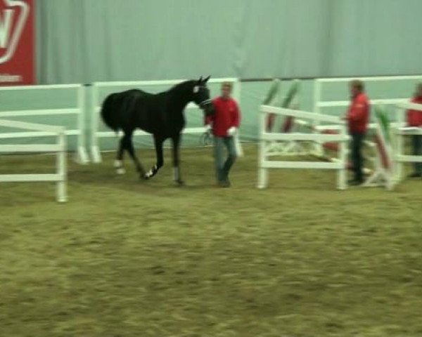 Münster-Handorf 17. Oktober 2012 NRW Vorauswahl 2012 für 2-jährige Reitpferdehengste zur NRW-Hauptkörung 2012
