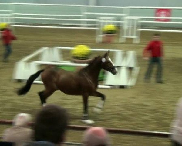 Münster-Handorf 16. Oktober 2012 NRW Vorauswahl 2012 für 2-jährige Reitpferdehengste zur NRW-Hauptkörung 2012