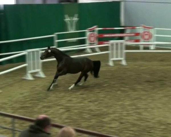 Münster-Handorf 17. Oktober 2012 NRW Vorauswahl 2012 für 2-jährige Reitpferdehengste zur NRW-Hauptkörung 2012