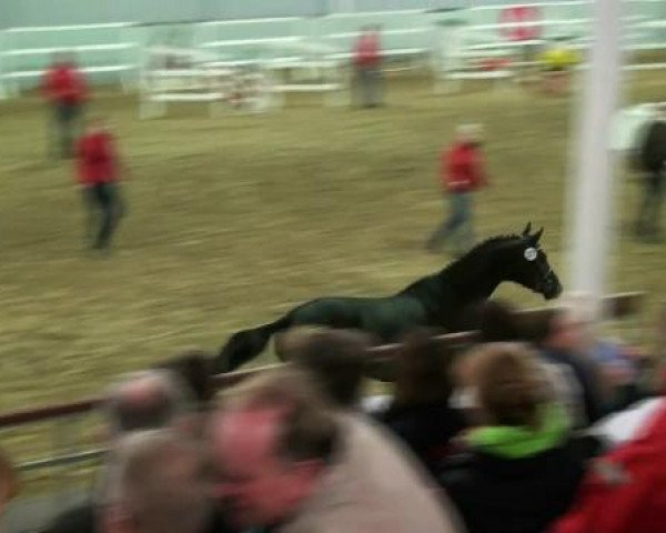 Münster-Handorf 17. Oktober 2012 NRW Vorauswahl 2012 für 2-jährige Reitpferdehengste zur NRW-Hauptkörung 2012